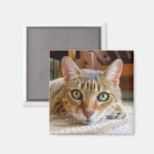 Niedlicher Cat-Magnet Magnet (Vorderseite/Rückseite)