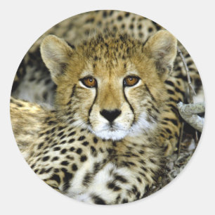 Niedlicher Cheetah Runder Aufkleber