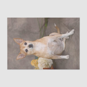Niedlicher Chihuahua Hund Blumenstrauß Portrait Seidenpapier