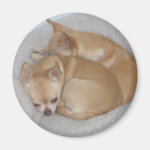 Niedlicher Chihuahua-Magnet Magnet