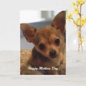 Niedlicher Chihuahua: Mutter-Tageskarte Karte (Gelbe Blume)