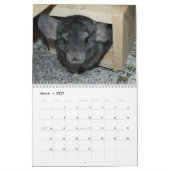 Niedlicher Chinchilla-Kalender 2011 Kalender (Mär 2027)