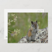 niedlicher Chipmack auf Stein Postkarte (Vorne/Hinten)