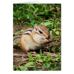Niedlicher Chipmunk