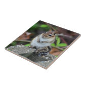 Niedlicher Chipmunk bei Rock Animal Fliese (Seite)