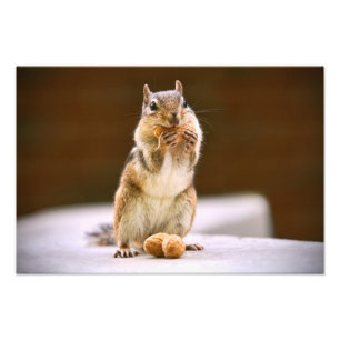Niedlicher Chipmunk, der eine Erdnuss isst Fotodruck