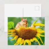 Niedlicher Chipmunk Gelbe Sonnenblumen Foto Malere Postkarte (Vorne/Hinten)