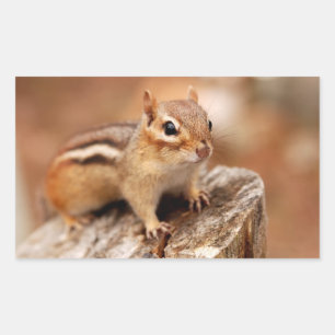 Niedlicher Chipmunk Gewartet Rechteckiger Aufkleber