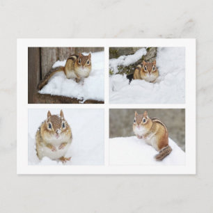 Niedlicher Chipmunk im Snow-4-FotoCollage Postkarte