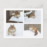 Niedlicher Chipmunk im Snow-4-Fotomaterial