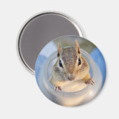 Niedlicher Chipmunk in einem Lebensmittelbehälter Magnet (Vorderseite/Rückseite)