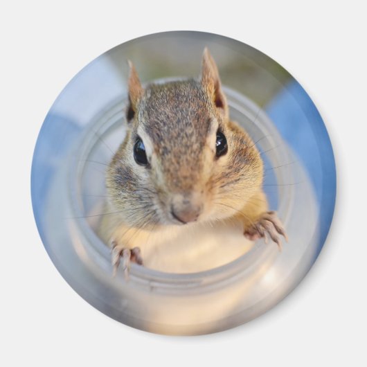 Niedlicher Chipmunk in einem Lebensmittelbehälter Magnet (Vorne)