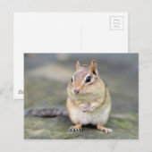 Niedlicher Chipmunk mit Bug Friend Postkarte (Vorne/Hinten)