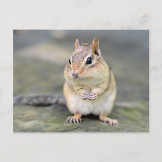 Niedlicher Chipmunk mit Bug Friend Postkarte (Vorderseite)