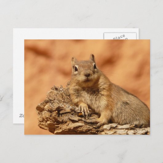 Niedlicher Chipmunk Postkarte (Vorne/Hinten)