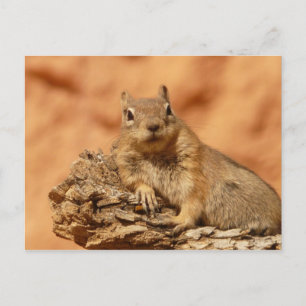 Niedlicher Chipmunk Postkarte
