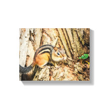 Niedlicher Chipmunk Wildtiere Natur