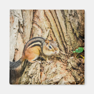 Niedlicher Chipmunk Woodland Animals Nature Square Magnet
