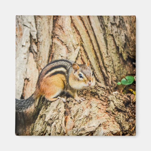 Niedlicher Chipmunk Woodland Animals Nature Square Magnet (Vorne)