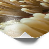 Niedlicher Clownfisch im Great Barrier Reef Fotodruck (Ecke)