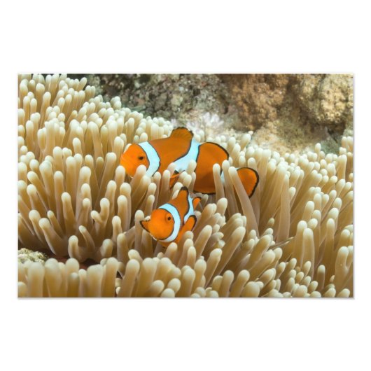 Niedlicher Clownfisch im Great Barrier Reef Fotodruck (Vorne)