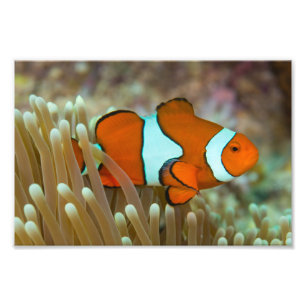Niedlicher Clownfish Foto-Druck Fotodruck