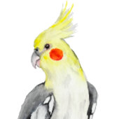 Niedlicher Cockatiel-Aquarellpapagei. Aufkleber