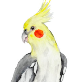 Niedlicher Cockatiel Aquarellpapagei. Ornament