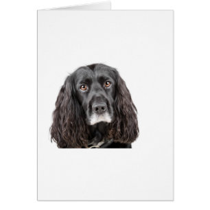 Niedlicher Cockerspaniel