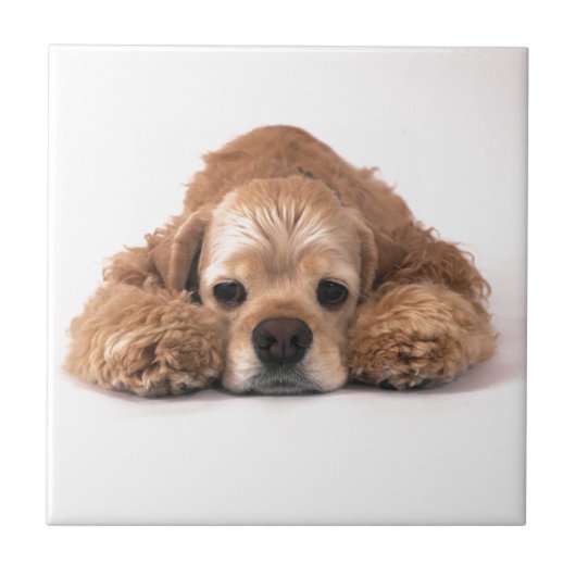 Niedlicher Cockerspaniel Fliese (Vorderseite)
