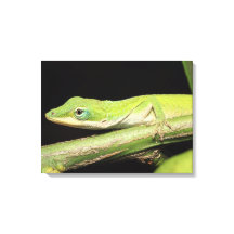 Niedlicher Cooler Spaß Grüne Anole Lizard Tier