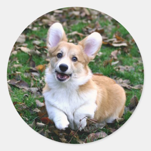 Niedlicher Corgi-Hund springend Runder Aufkleber (Vorderseite)