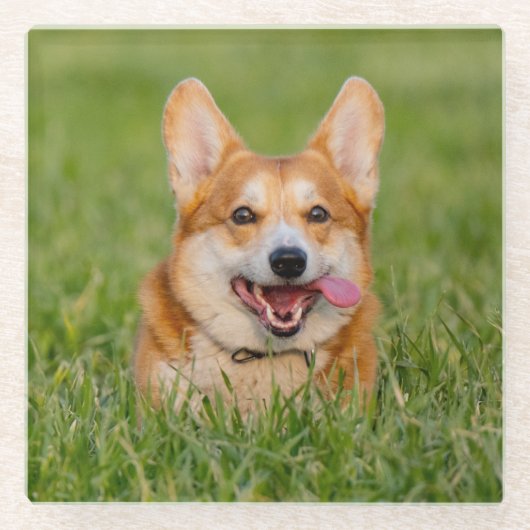 Niedlicher Corgi im Gras Glasuntersetzer (Vorderseite)