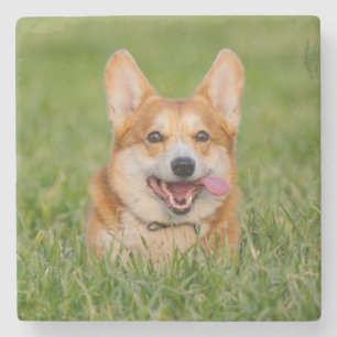 Niedlicher Corgi im Gras Steinuntersetzer