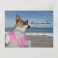 Niedlicher Corgi Sommerurlaub wünscht, Sie wären h