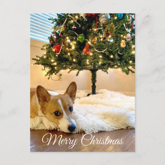 Niedlicher Corgi unter der Weihnachtsbaumfotografi Postkarte (Vorderseite)