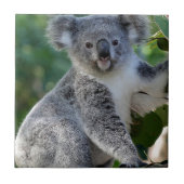 Niedlicher cuddly australischer Koala Fliese (Vorderseite)