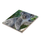 Niedlicher cuddly australischer Koala Fliese (Seite)