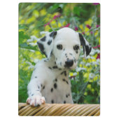 Niedlicher Dalmatiner Hund Welpe Portrait Foto - a Klemmbrett (Rückseite)