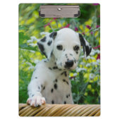 Niedlicher Dalmatiner Hund Welpe Portrait Foto - a Klemmbrett (Vorderseite)