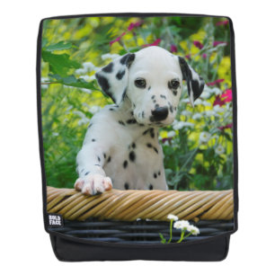 Niedlicher Dalmatiner Hund Welpe Portrait Foto - V Rucksack