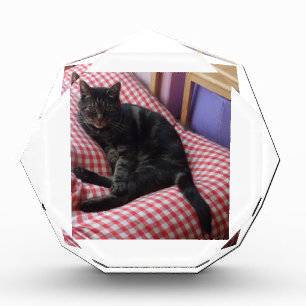 Niedlicher Dave Octagonal-Foto-Block Fotoblock