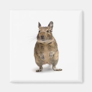 Niedlicher Degus Magnet