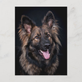 Niedlicher deutscher Schäferhund alsatischer Postk Postkarte