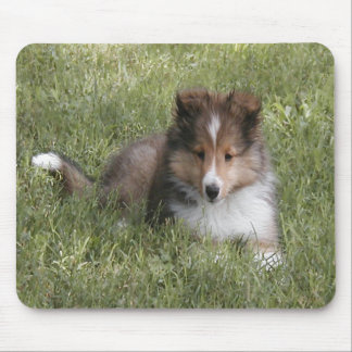 Niedlicher die Shetlandinseln-Schäferhundwelpe, Mousepad