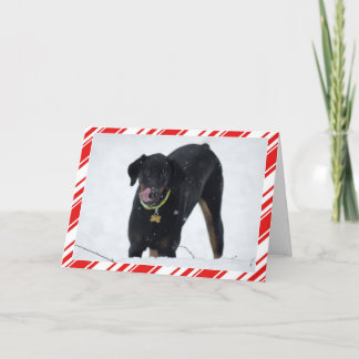 Niedlicher Dobermann in der Schnee-Feiertagskarte Feiertagskarte