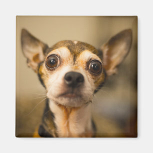 Niedlicher Dog-Magnet 10 Magnet