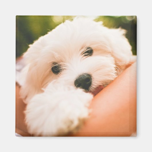 Niedlicher Dogenmagnet 9 Magnet (Vorne)