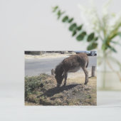 Niedlicher Donkey Foal Postkarte (Stehend Vorderseite)