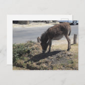 Niedlicher Donkey Foal Postkarte (Vorne/Hinten)